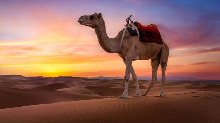 Morning Dune Buggy Dubai
Dubai Morning Desert Adventure
Camel Ride Dubai Desert
Sandboarding Dubai
Morning Desert Safari Dubai
Morning Dune Buggy Tour Dubai
Desert Photography Dubai