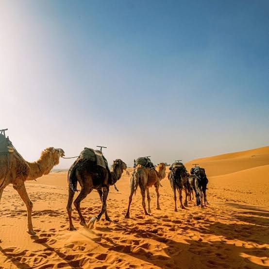 Morning Dune Buggy Dubai
Dubai Morning Desert Adventure
Camel Ride Dubai Desert
Sandboarding Dubai
Morning Desert Safari Dubai
Morning Dune Buggy Tour Dubai
Desert Photography Dubai